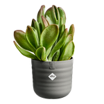 dune rond 25cm warm anthracite